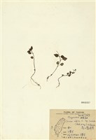 藏品(高山露珠草)的圖片